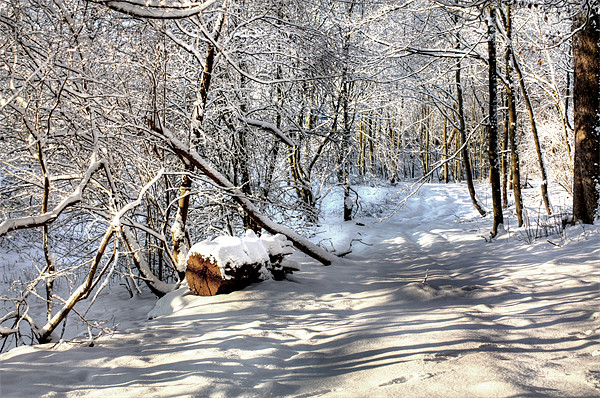 Snowy Woods Picture Board by Gavin Liddle