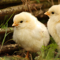Buy canvas prints of Two Little Chicks by Gavin Liddle