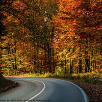 Buy canvas prints of A close up of a country road by BRANKO BALAŠKO