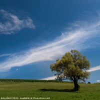 Buy canvas prints of A large green field under a cloudy blue sky by BRANKO BALAŠKO