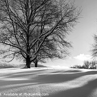 Buy canvas prints of Trees with snow by BRANKO BALAŠKO