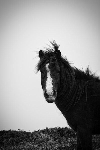 Majestic Galician Stallion Picture Board by Jesus Martínez
