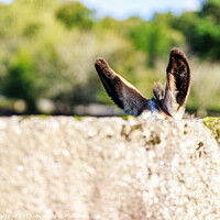 Buy canvas prints of Donkey's ears over a wall by Jesus Martínez
