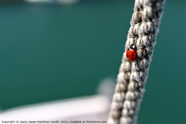 Ladybugs Courageous Climb Picture Board by Jesus Martínez