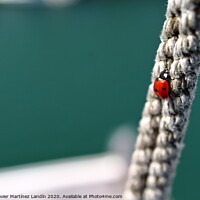 Buy canvas prints of Ladybugs Courageous Climb by Jesus Martínez