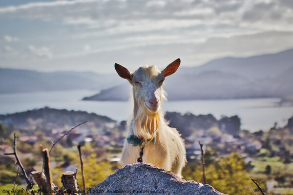 The Grinning Goat Picture Board by Jesus Martínez
