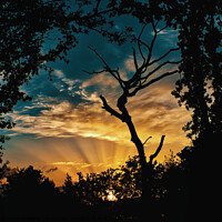 Buy canvas prints of Dramatic sunset tree silhouette by Jesus Martínez