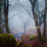 Buy canvas prints of Enigmatic Biodiverse Forest by Jesus Martínez