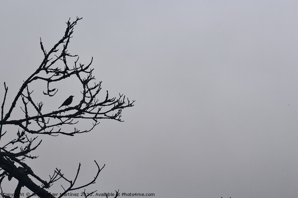 Majestic bird framed by branches Picture Board by Jesus Martínez