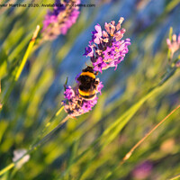 Buy canvas prints of A Bees Morning Feast by Jesus Martínez