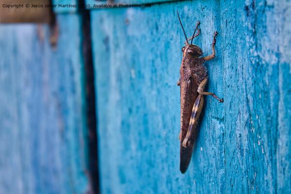 The Majestic Grasshopper Picture Board by Jesus Martínez