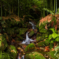 Buy canvas prints of Enchanting Bamboo Waterfall in Galicia by Jesus Martínez