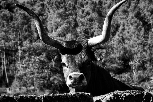 Majestic Cachena Cow Picture Board by Jesus Martínez