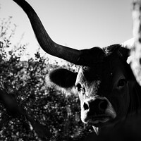 Buy canvas prints of Majestic Cachena Cow by Jesus Martínez