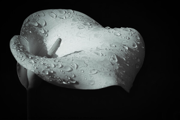 Heavenly tears of the Calla Lilly Picture Board by Jesus Martínez
