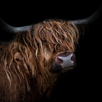 Buy canvas prints of Portrait of a Highland Cow by Lauren McEwan