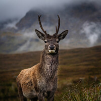Buy canvas prints of A Young Stag  by Lauren McEwan
