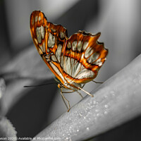 Buy canvas prints of Orange & White butterfly by Jaxx Lawson