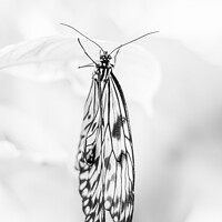 Buy canvas prints of Black & White butterfly #1 by Jaxx Lawson