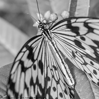 Buy canvas prints of Black & White Butterfly - Square by Jaxx Lawson