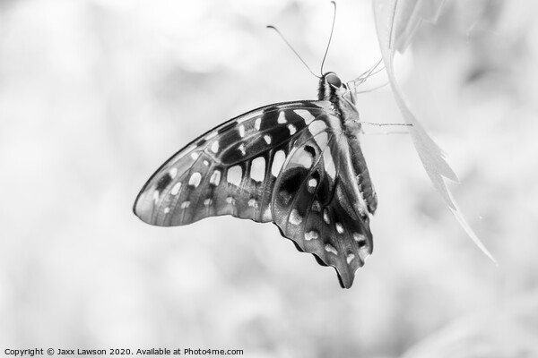 Black & White Butterfly #2 Picture Board by Jaxx Lawson