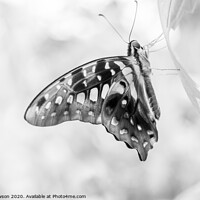 Buy canvas prints of Black & White Butterfly #2 by Jaxx Lawson