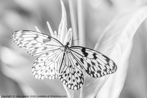 Black  & White Butterfly #3 Picture Board by Jaxx Lawson