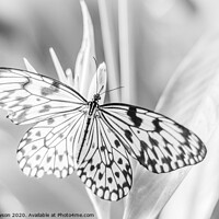 Buy canvas prints of Black  & White Butterfly #3 by Jaxx Lawson