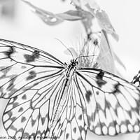 Buy canvas prints of Black & White Butterfly #4 by Jaxx Lawson