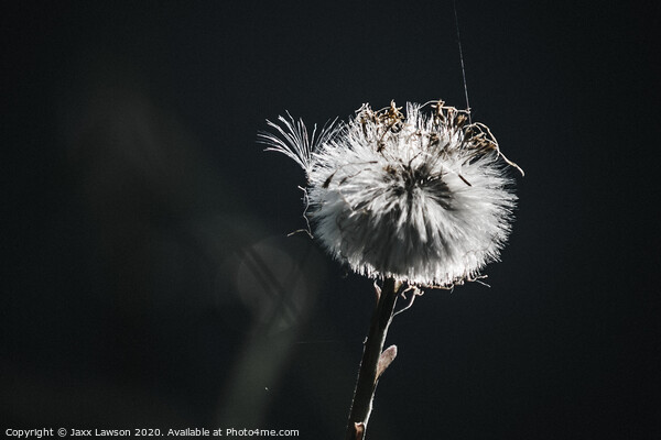 Coltsfoot seed head with cobweb Picture Board by Jaxx Lawson