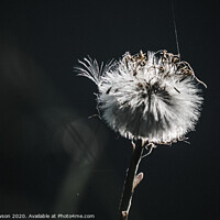 Buy canvas prints of Coltsfoot seed head with cobweb by Jaxx Lawson