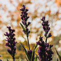 Buy canvas prints of Lavender against the trees by Jaxx Lawson