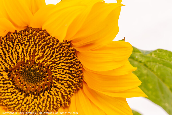 Sunflower #1 Picture Board by Jaxx Lawson