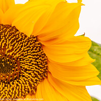 Buy canvas prints of Sunflower #1 by Jaxx Lawson