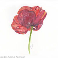 Buy canvas prints of Poppy #3 by Jaxx Lawson