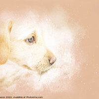 Buy canvas prints of Stitch the Labrador puppy by Jaxx Lawson