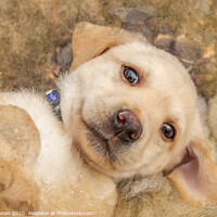 Buy canvas prints of Puppy dog eyes by Jaxx Lawson