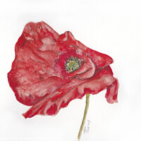Buy canvas prints of Poppy #1 by Jaxx Lawson