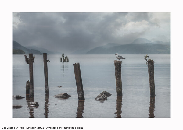 Gull on a post, Loch Ness Picture Board by Jaxx Lawson
