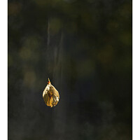 Buy canvas prints of Falling Seed by Jaxx Lawson