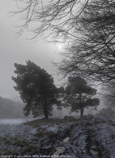 Misty Winter Morning Picture Board by Jaxx Lawson