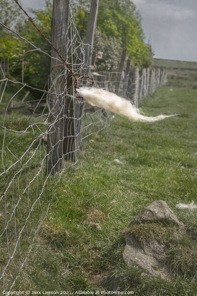 Fleece on a fence in Coverdale Picture Board by Jaxx Lawson
