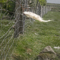 Buy canvas prints of Fleece on a fence in Coverdale by Jaxx Lawson