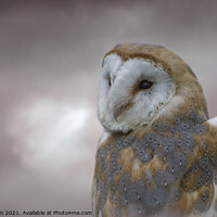Buy canvas prints of Barn Owl by Jaxx Lawson