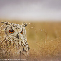 Buy canvas prints of Bengal Eagle Owl by Jaxx Lawson