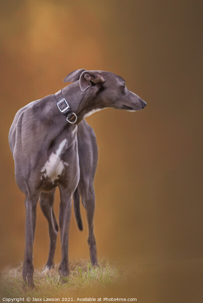Blue Greyhound Picture Board by Jaxx Lawson
