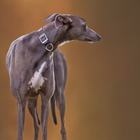 Buy canvas prints of Blue Greyhound by Jaxx Lawson