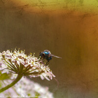 Buy canvas prints of Blue fly on a flower by Jaxx Lawson