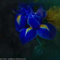 Buy canvas prints of Blue Iris by Jaxx Lawson