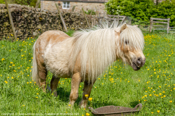 Shetland pony in buttercups Picture Board by Jaxx Lawson